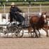 Nashoba Carriage Classic